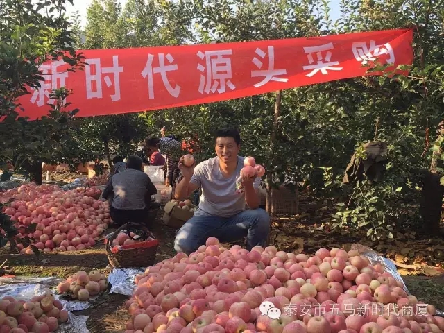 【五馬店產(chǎn)地直采】美味可口的沂源富士等您選！